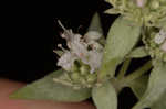 Whorled mountainmint